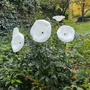 Floral decoration - Medium size funnel shaped glass flower for outdoor use in white colour with 1 meter stainless steel stem - CARNEOL GLASS