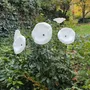 Floral decoration - Medium size funnel shaped glass flower for outdoor use in white colour with 1 meter stainless steel stem - CARNEOL GLASS