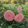 Floral decoration - Large size glass flower for outdoor use in transparent, white, red colour with 1 meter stainless steel stem - CARNEOL GLASS