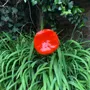 Floral decoration - Extra large 35 cm diameter glass flower for outdoors in red color on a 100 cm stainless steel stem - CARNEOL GLASS