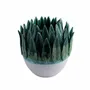 Vases - VASO CON TANTE PALME - PATRIZIA ITALIANO