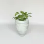 Objets de décoration - Hanna Plain Planter - NATURE'S LEGACY