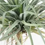Floral decoration - Artificial yucca, real touch, black plastic pot - LIGNE DÉCO