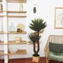 Floral decoration - Artificial yucca, 2 trunks, plastic pot - LIGNE DÉCO