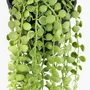 Floral decoration - Artificial Trailing Foliage in Pot - LIGNE DÉCO