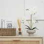 Floral decoration - “Real Touch” Orchid in Ceramic Pot - LIGNE DÉCO