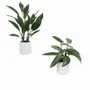 Floral decoration - Assorted Artificial Tropical Plants in Ceramic Pots - LIGNE DÉCO