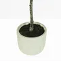 Floral decoration - Artificial Olive Tree in Cement Pot - LIGNE DÉCO