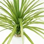 Floral decoration - Artificial Dracaena in White Pot - LIGNE DÉCO