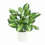 Floral decoration - Artificial Dieffenbachia Camilla in White Pot - LIGNE DÉCO