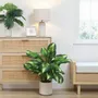 Floral decoration - Artificial Dieffenbachia Camilla in White Pot - LIGNE DÉCO