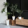 Floral decoration - Artificial ficus, matte white ceramic pot - LIGNE DÉCO