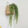 Floral decoration - Artificial trailing foliage - LIGNE DÉCO