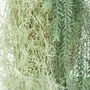 Floral decoration - Artificial bleached foliage trail – 2 assorted models - LIGNE DÉCO