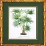 Frames - TROPICAL PALMS - SERAFINI FRAMES DI G. GIULIANI