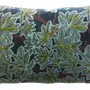 Coussins - Coussin imprimé Ariane Pétrole 30 x 50 - MAISON VIVARAISE - SDE VIVARAISE WINKLER