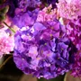 Floral decoration - Hydrangeas as if freshly picked - SILK-KA BV