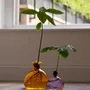 Vases - Avocado Vase - ILEX STUDIO