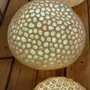 Ceramic - SEA URCHIN LIGHTS - CÉRA MISTIKA