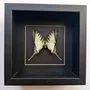 Objets de décoration - Cadres papillons - curiosités d'intérieur - METAMORPHOSES