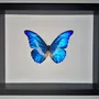 Objets de décoration - Cadres papillons - curiosités d'intérieur - METAMORPHOSES