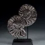 Decorative objects - Ammonite fossils on a base - cabinet of curiosities - METAMORPHOSES