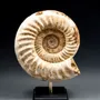 Decorative objects - Ammonite fossils on a base - cabinet of curiosities - METAMORPHOSES