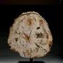 Decorative objects - Petrified wood slices and logs - Cabinet of curiosities - METAMORPHOSES
