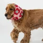 Accessoires animaux - SNOOD POUR CHIEN - LOU AND CO
