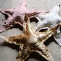 Decorative objects - Golden luminous star - ROSE VELOURS