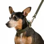 Pet accessories - Poco a Poco Dog Collar - UN POCO