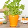 Flower pots - Carrot Shaped Plant Pot with Parsley Seed Balls - SOMETHING DIFFERENT WHOLESALE