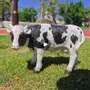 Objets design - Vache décorative noire et blanche en Résine - VACHES ET COMPAGNIE
