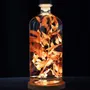 Gifts - Theophile's Herbarium — Monstera XL - Plant immersed in a bottle - THEOPHILE BERTHON