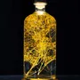 Gifts - Theophile's Herbarium — Monstera XL - Plant immersed in a bottle - THEOPHILE BERTHON
