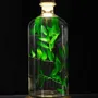 Gifts - Theophile's Herbarium — Monstera XL - Plant immersed in a bottle - THEOPHILE BERTHON
