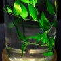 Gifts - Theophile's Herbarium — Monstera XL - Plant immersed in a bottle - THEOPHILE BERTHON