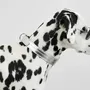 Cadeaux - Collier Churchill. - collier pour chien - argenté - BY CHURCHILL.®