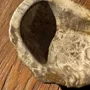 Unique pieces - Beige oval petrified wood bowl 24x19 - 3781 - OFFICE OBJETS