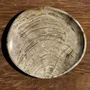 Unique pieces - Empty pouch or dish in light gray petrified wood with rings D27x25 -33 - OFFICE OBJETS