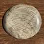 Unique pieces - Empty pouch or dish in light gray petrified wood with rings D27x25 -33 - OFFICE OBJETS