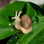 Pièces uniques - Escargot en bois massif - Epicéa - BOIS DE LION