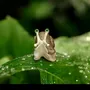Pièces uniques - Escargot en bois massif - Epicéa - BOIS DE LION