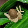 Pièces uniques - Escargot en bois massif - Epicéa - BOIS DE LION