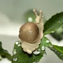 Pièces uniques - Escargot en bois massif - Epicéa - BOIS DE LION