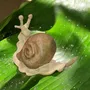 Pièces uniques - Escargot en bois massif - Epicéa - BOIS DE LION