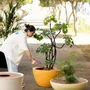 Pots de fleurs - Disc Planters - WL CERAMICS