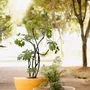 Pots de fleurs - Disc Planters - WL CERAMICS
