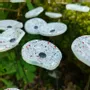 Floral decoration - Round small glass flower for outdoor use in white, red, black - CARNEOL GLASS