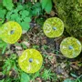 Décorations florales - Petite fleur ronde en verre pour l'extérieur de couleur transparente, vert pomme, jaune avec tige en acier inoxydable de 43 cm - CARNEOL GLASS
